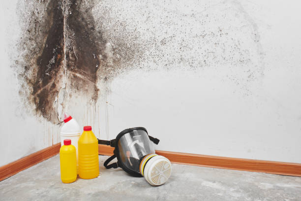 Best Emergency Mold Removal  in Tularosa, NM