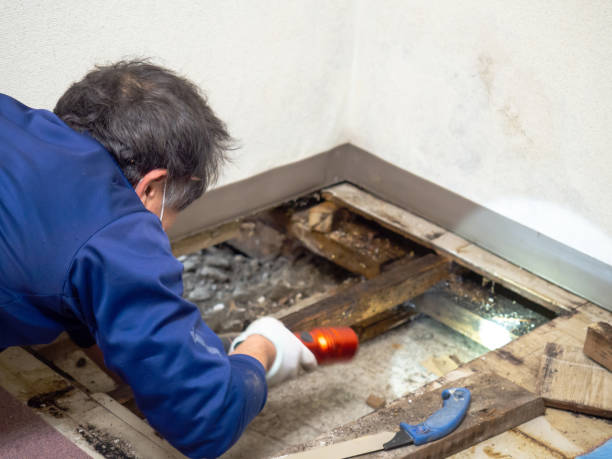 Best Mold Testing and Removal  in Tularosa, NM