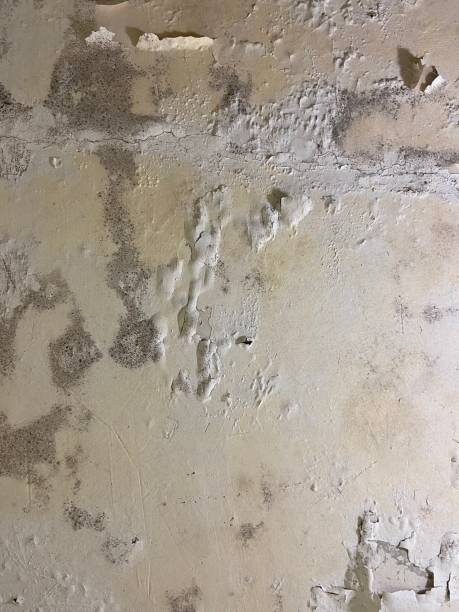 Best Professional Mold Removal  in Tularosa, NM