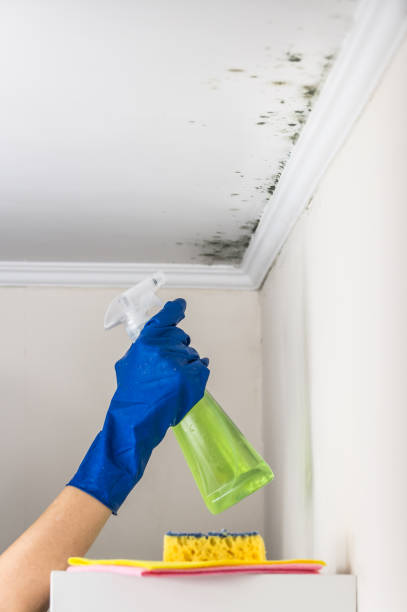 Best Black Mold Removal  in Tularosa, NM